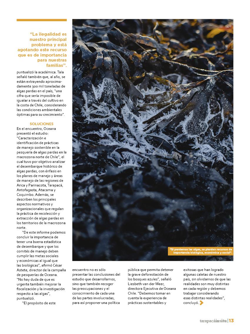 Revista Tarapacá Insitu Ed44 - Página13