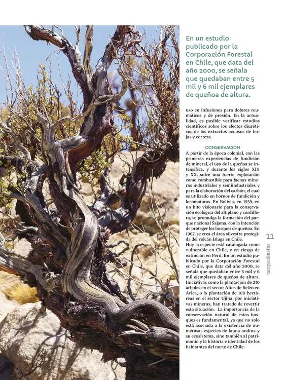 Tarapaca Insitu ed81_PNG11