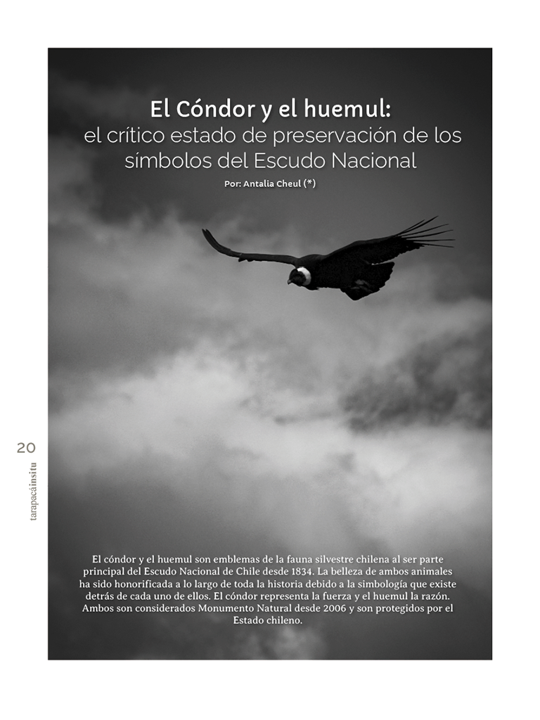 Revista Tarapacá Insitu ed54 - Página20