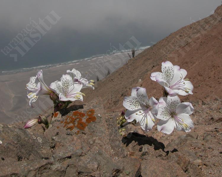 Flora-costera-de-tarapaca-Alstroemeria-2-Chipana-2002