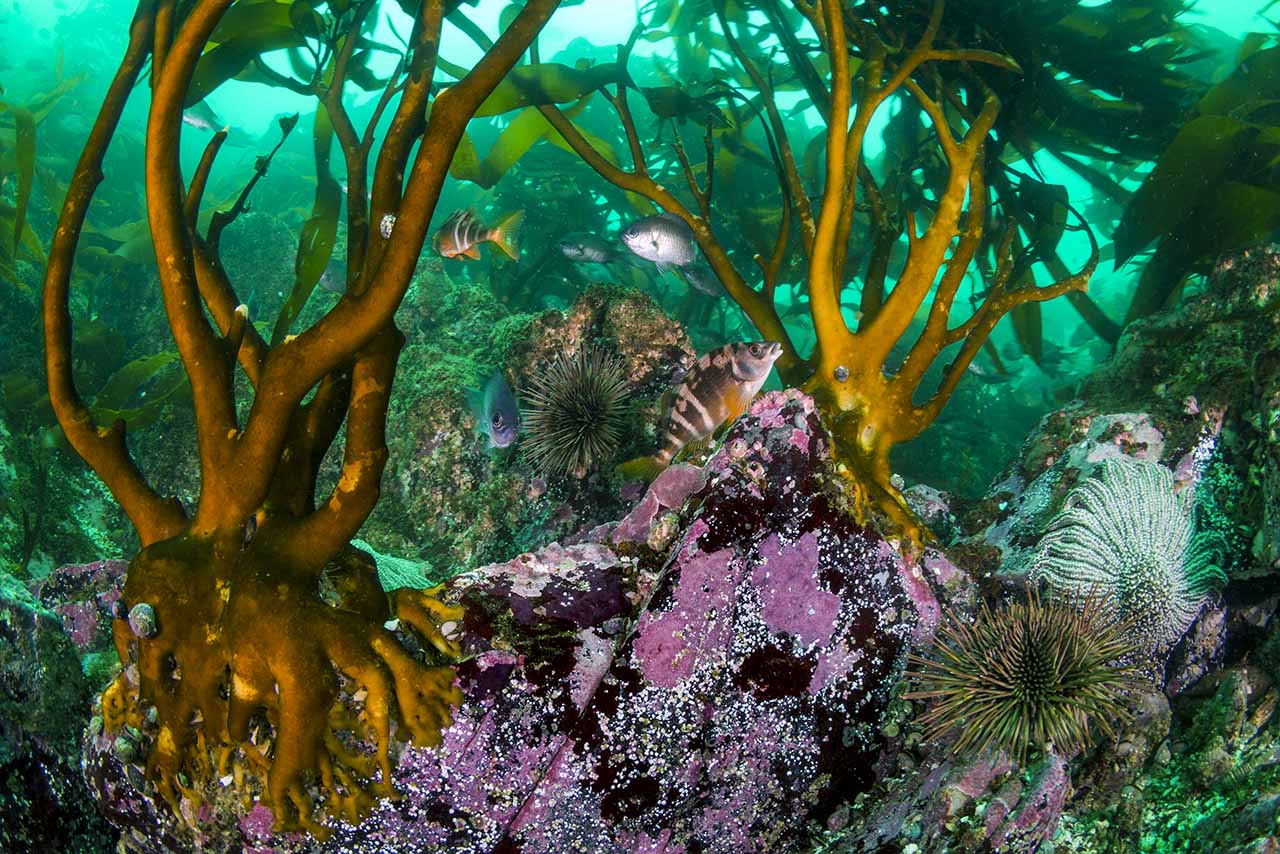 Oceana l Eduardo Sorensen l Pisagua 7 CHICA