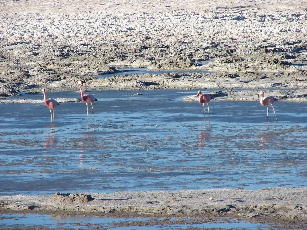 Salar_de_Pedernales wikipedia