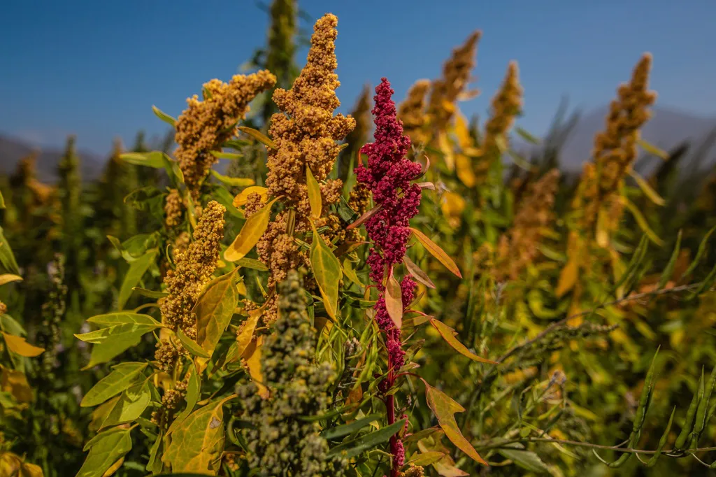 quinoa