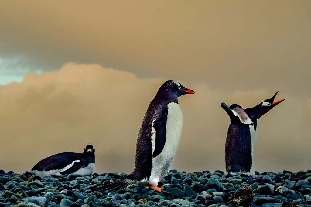 Pinguino concurso foto fotopez