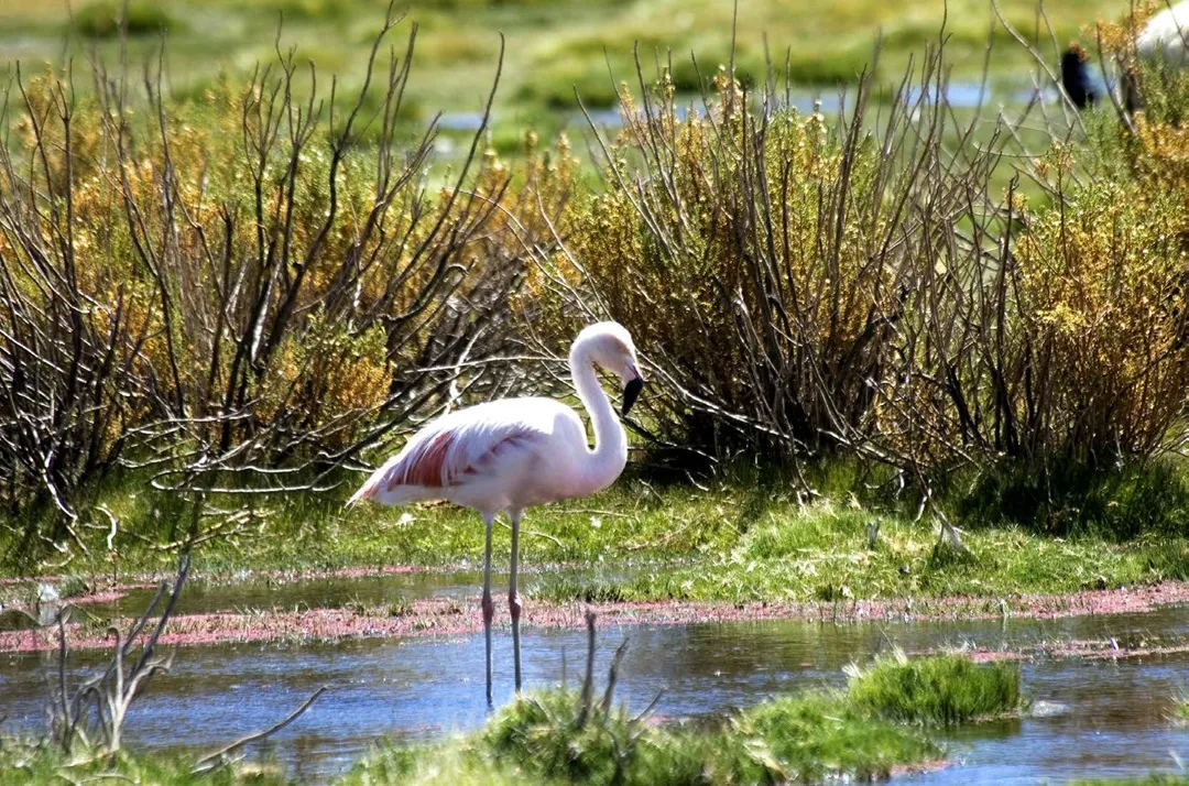 PAGINAS IN SITU 68 MEDIA