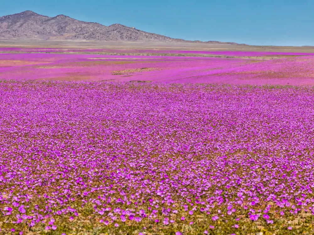 desierto florido 2