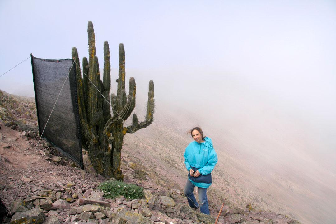 proyecto-cactus-raquel-pinto-jul-2007
