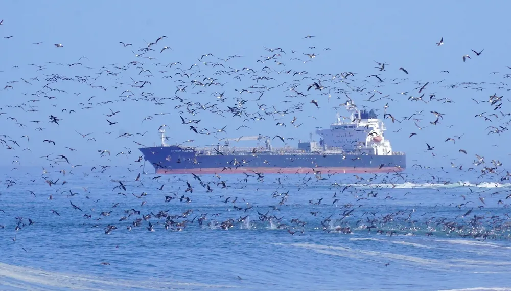 Mar de Iquique 1 sube temperatura