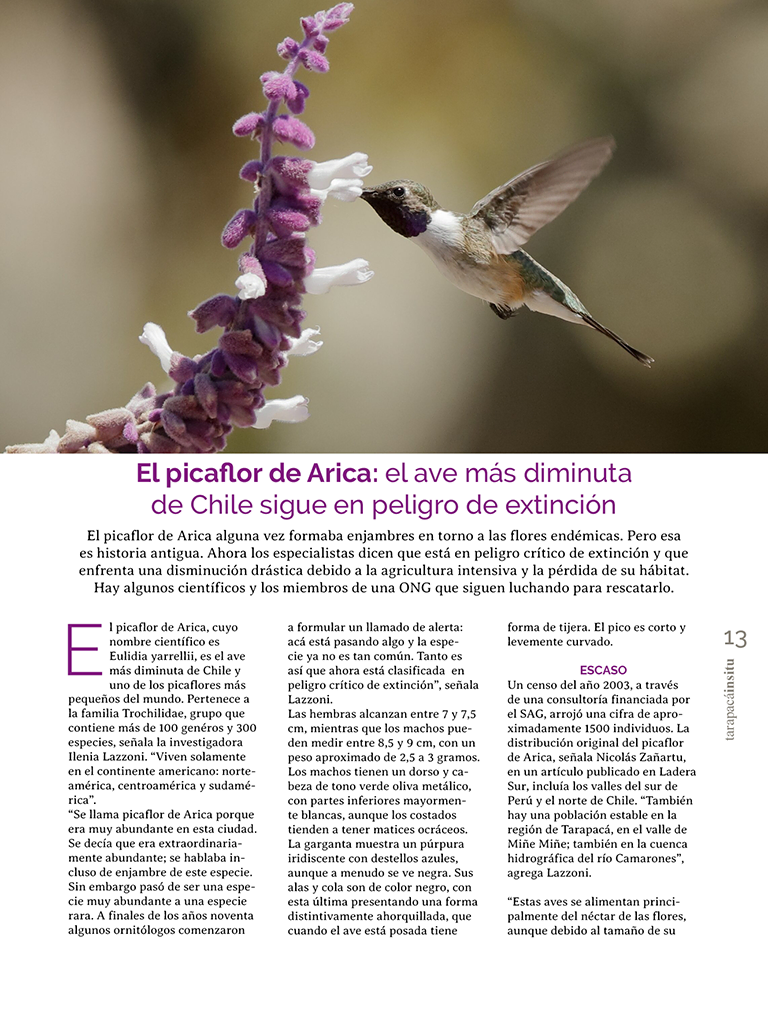 PAGINAS IN SITU 65 P13