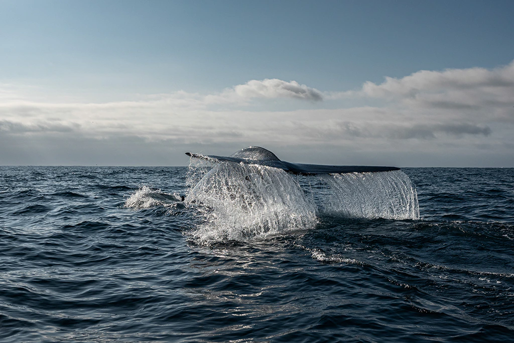 Oceano 3 Cristina Harboe Greenpeace