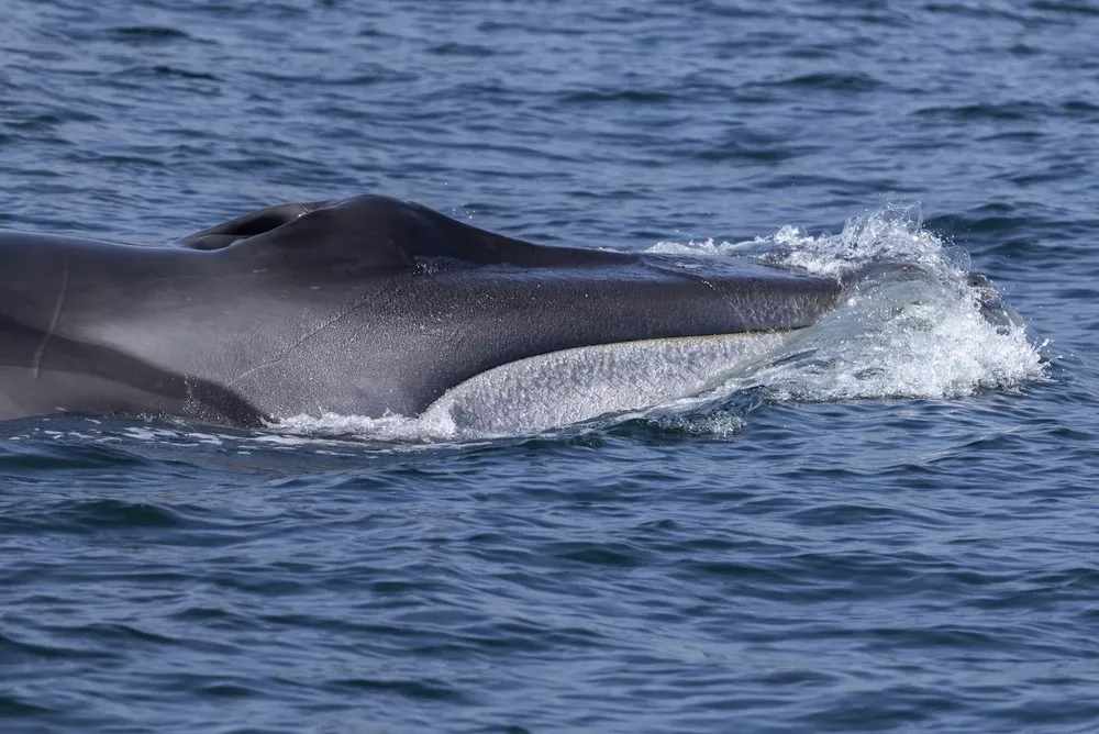 ceaza ballena fin 1