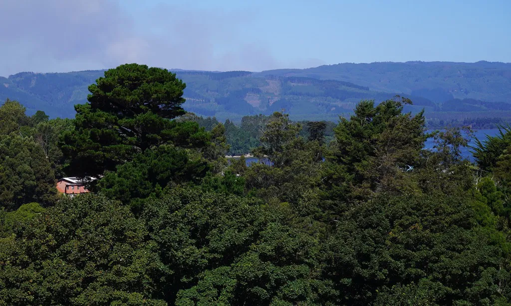 bosques 1