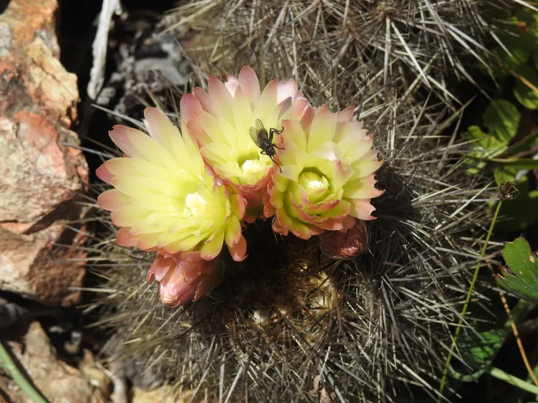 polinizador-en-flor-amarilla-gaston-carvallo-1080