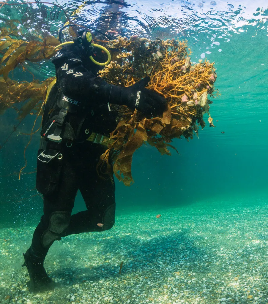 bosques submarinos 1