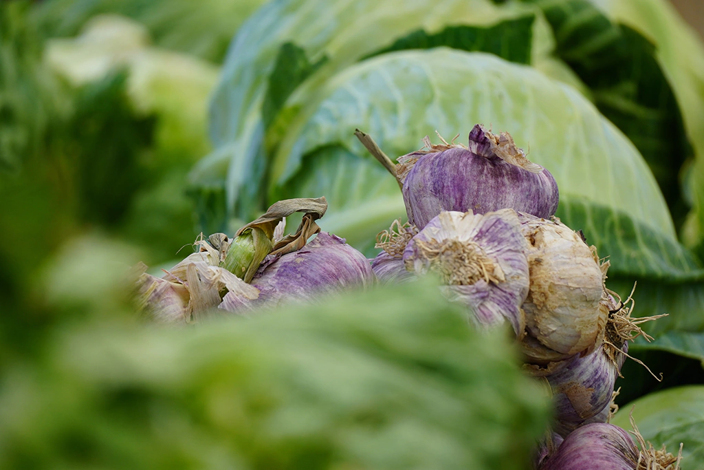 Agricultura 1