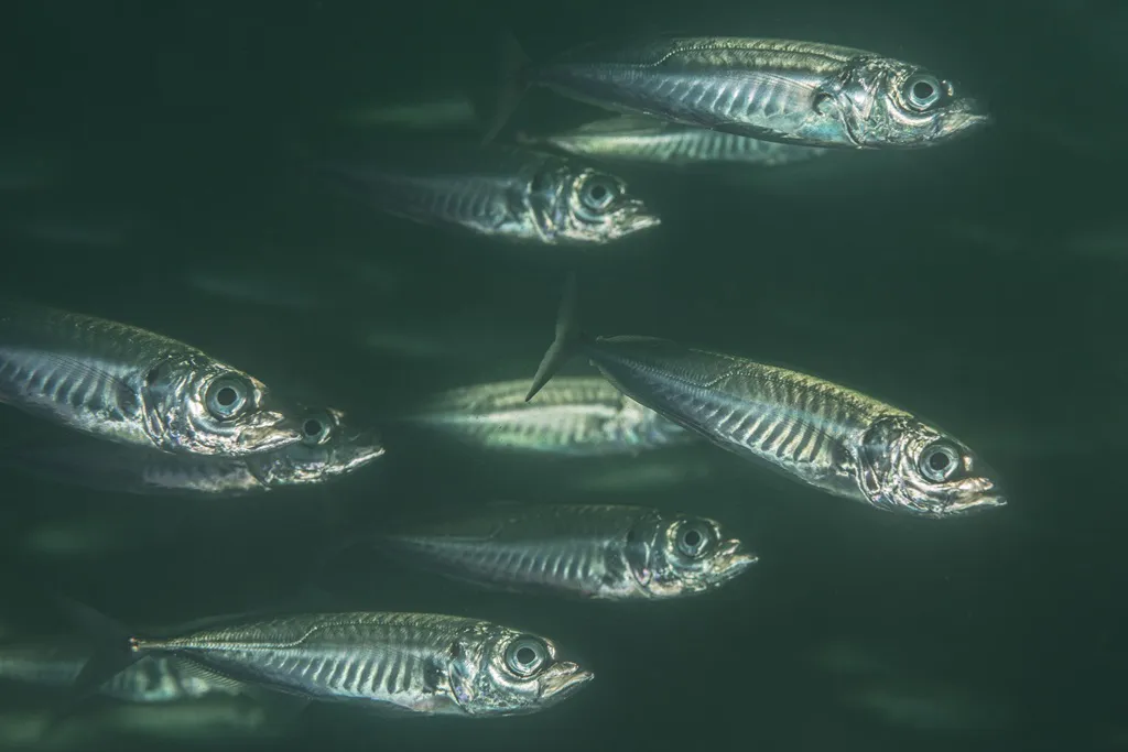 Pisagua 19-Eduardo Sorensen-Oceana Chile