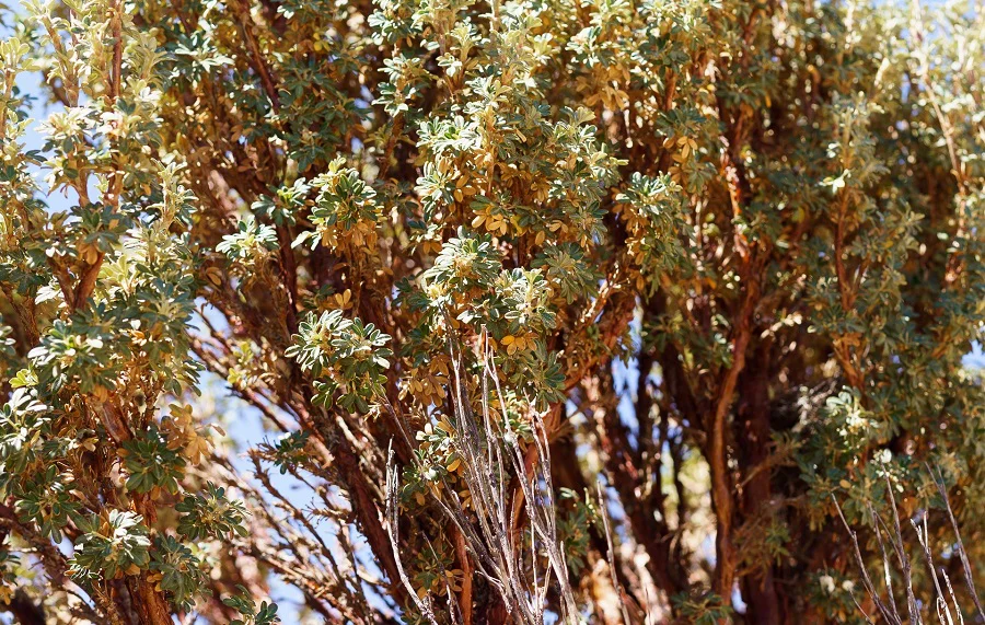 14 ramas queñoa