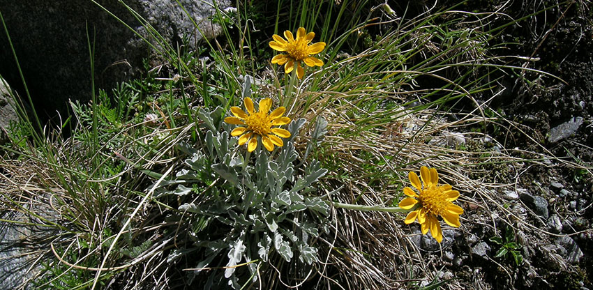 chachacoma web