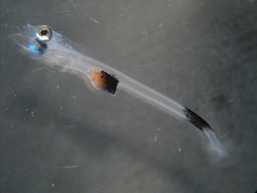 larva de Bacalao WEB
