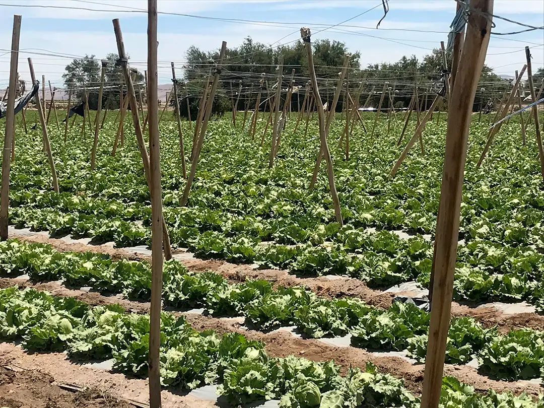 agricultura bajo soga tarapaca 1