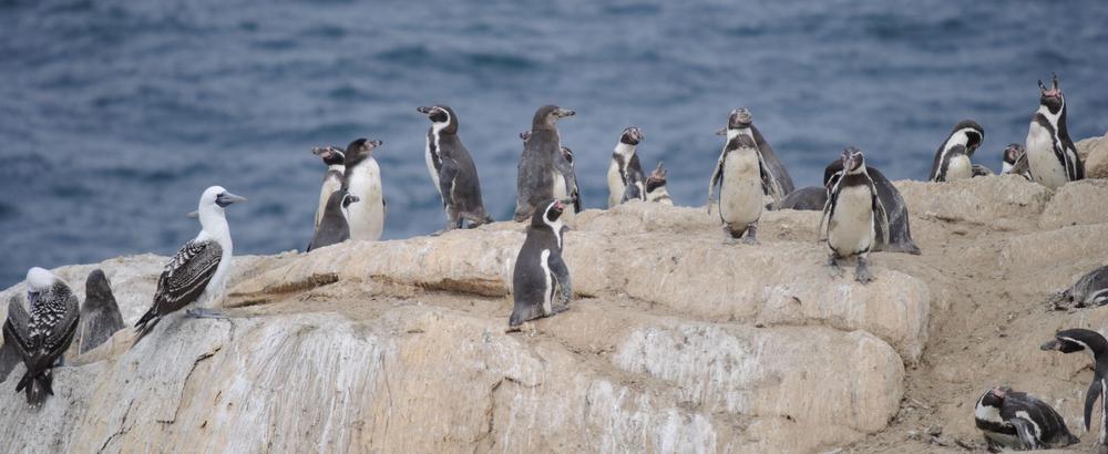 RT pinguinos de humbolt