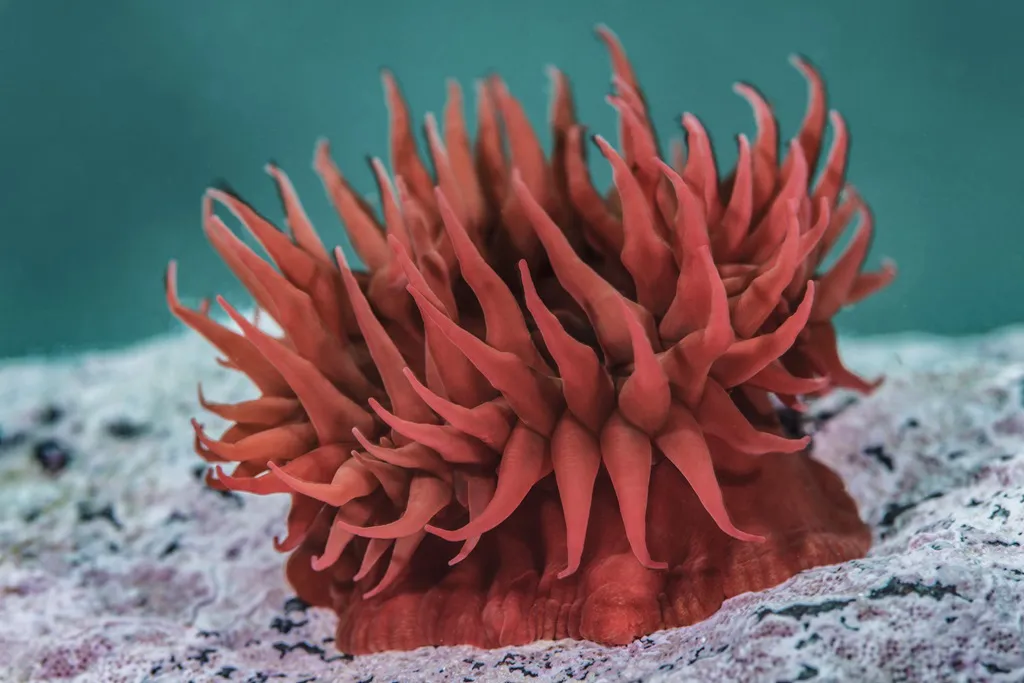 Pisagua 14-Eduardo Sorensen-Oceana Chile