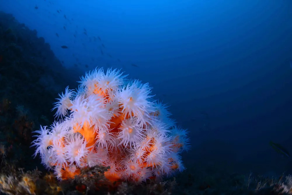 CORALES Dendrophyllia-ramea Ceaza
