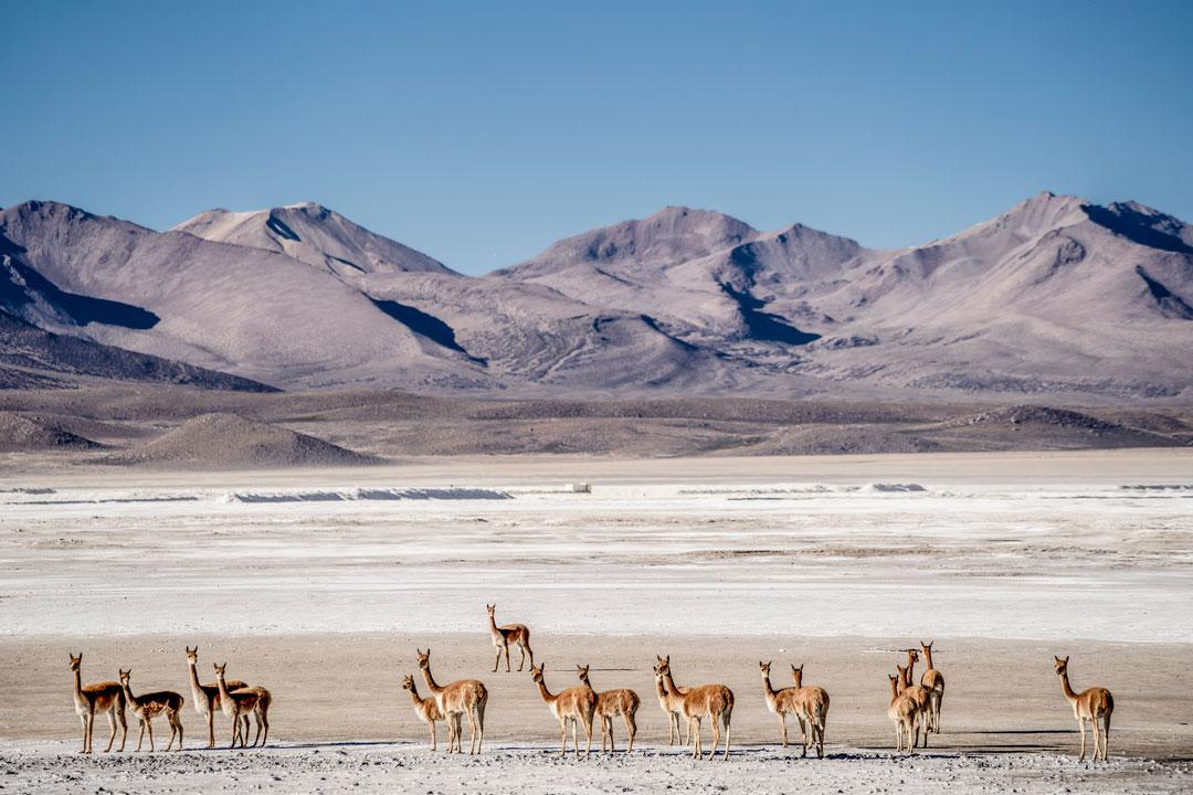 Día-Mundial-del-Medio-Ambiente-chile-sustentable--Vicuñas