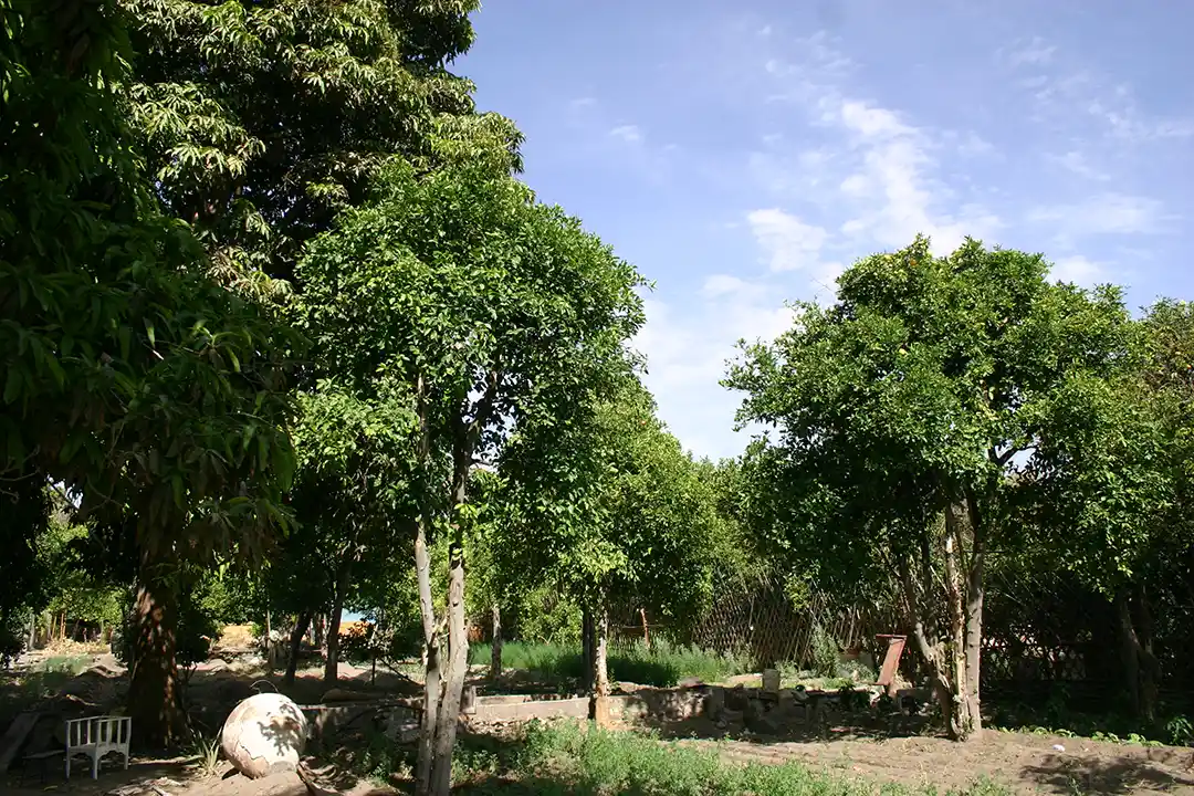 Pica arboles