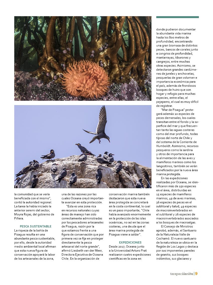 Revista Tarapacá Insitu Ed46 - Página 09