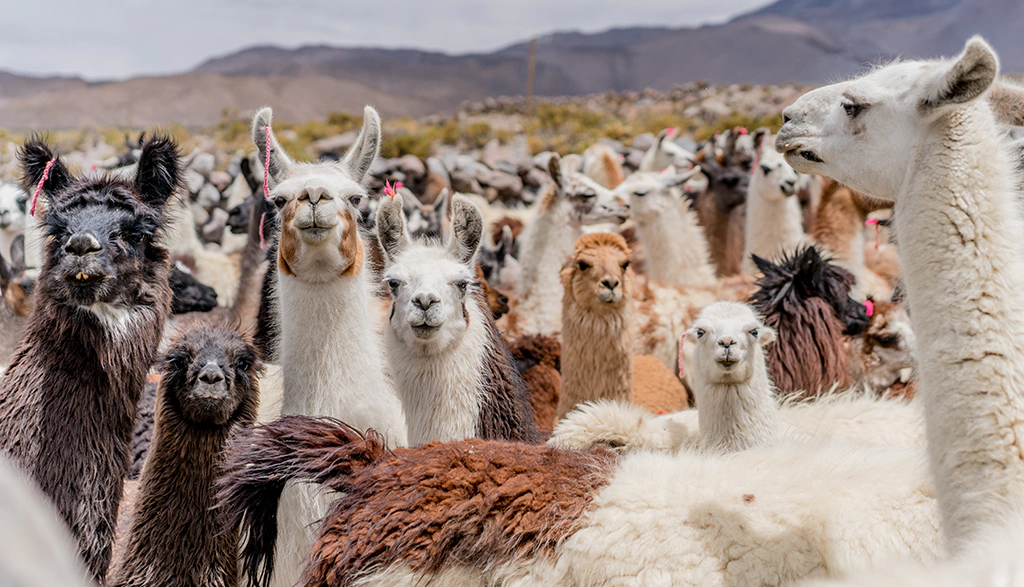 Año Internacional de los Camélidos