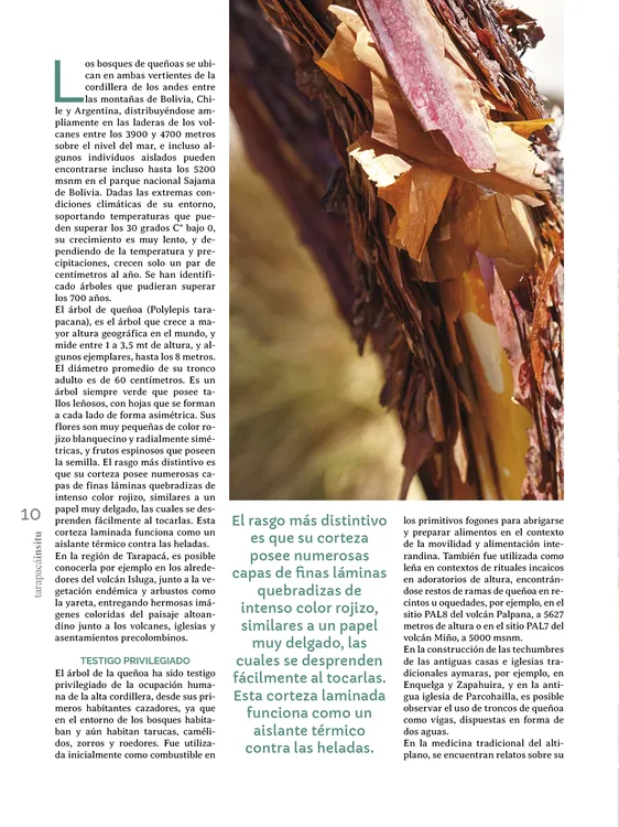 Tarapaca Insitu ed81_PNG10