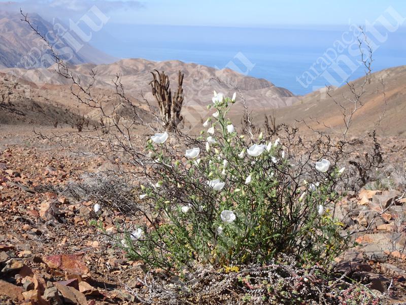 Flora-costera-de-tarapaca-Cristaria-AL-nov-2019