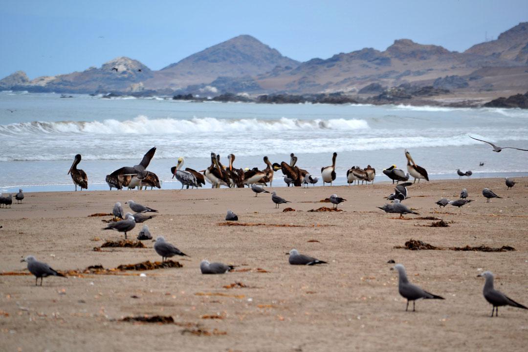 aves-foto-1