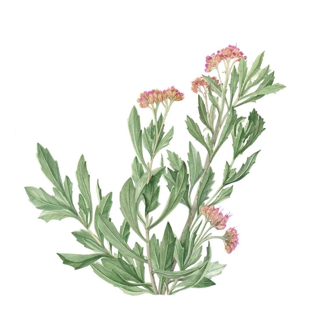 9 Tessaria absinthiodes BREA - PLANTA1080