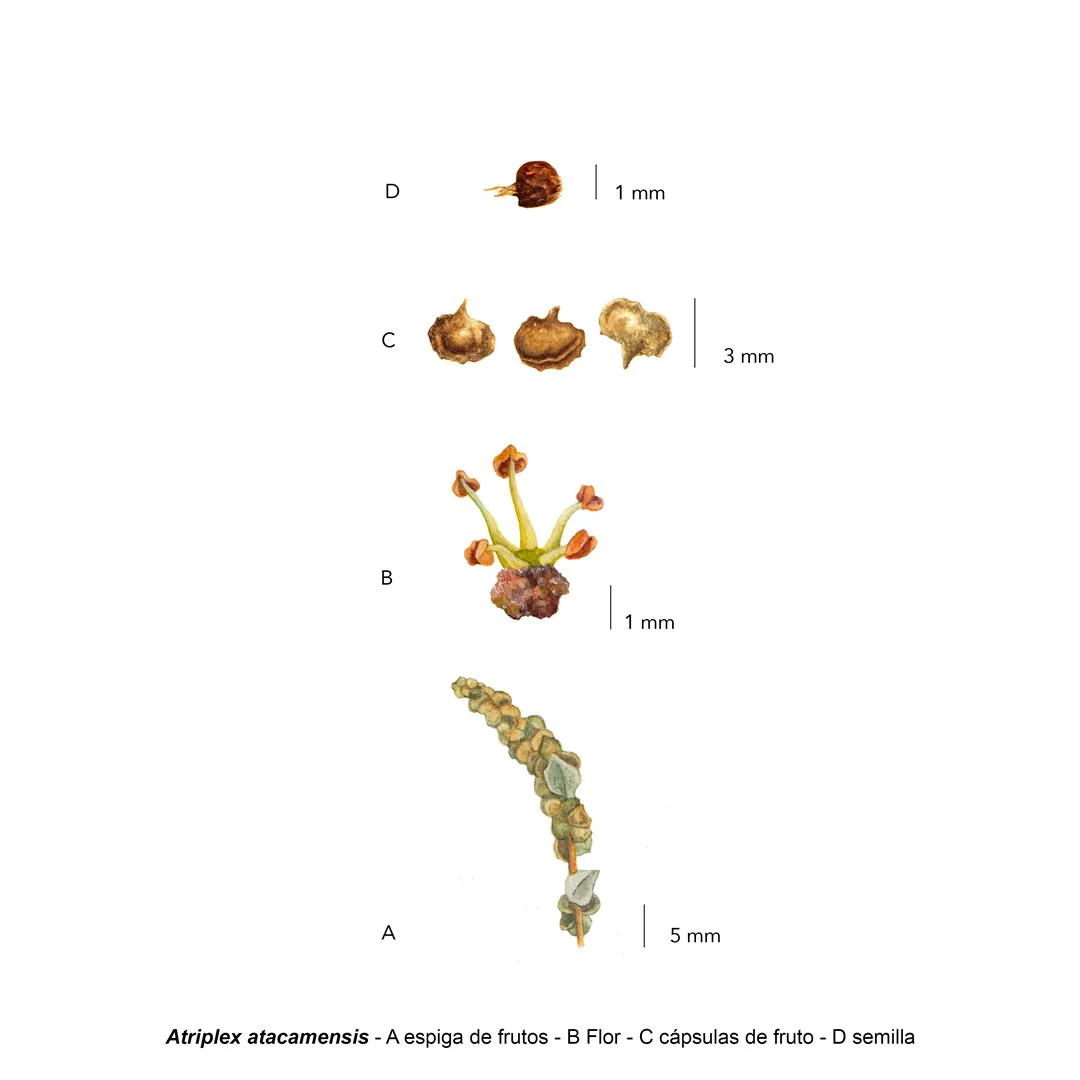 11 Atriplex atacamensis - detalles1080