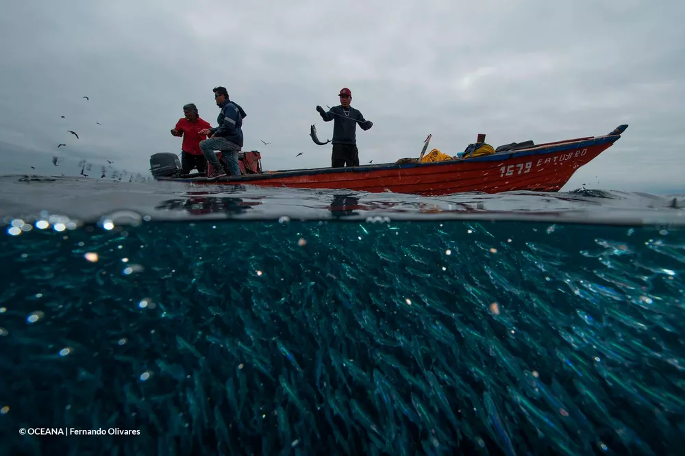Pisagua OCEANA Fernando Olivares
