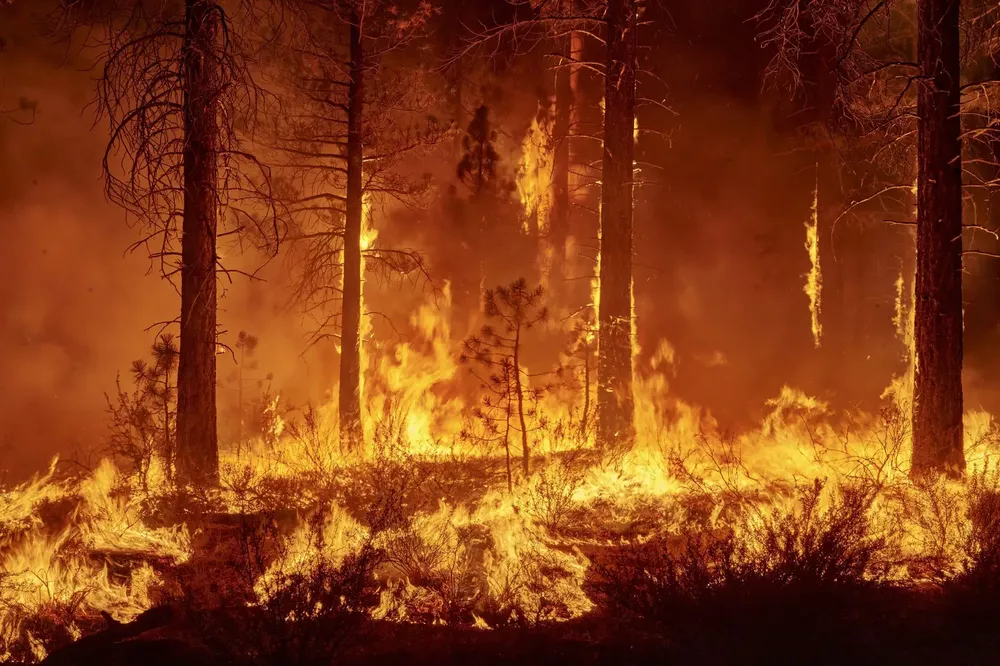 Incendio bosque monocultivo 1