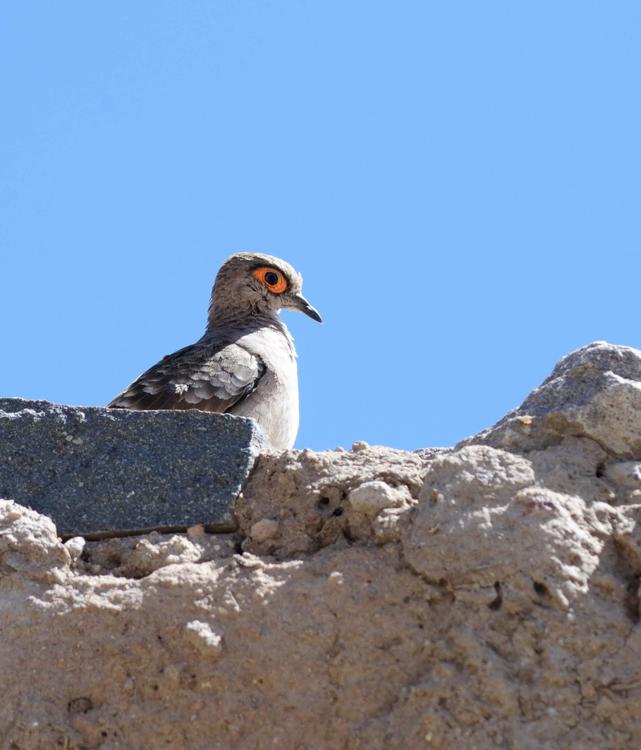 RT tortolita boliviana