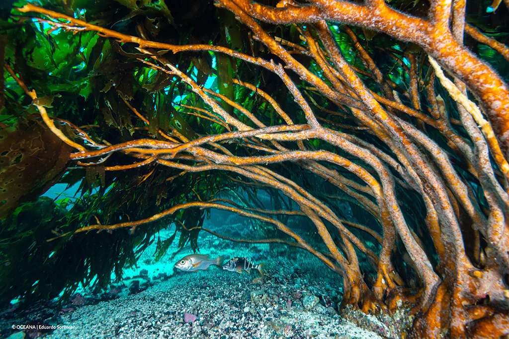 Area marina protegida algas Foto Eduardo Sorensen-Oceana
