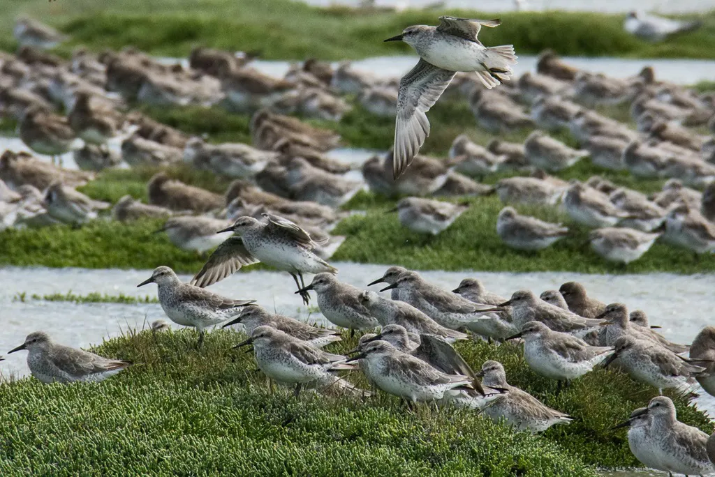 Playero-Artico_Antonio-Larrea_-1