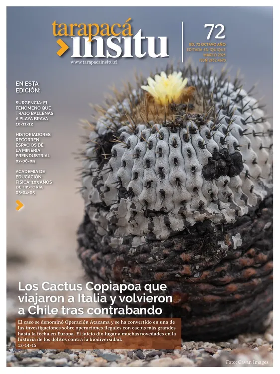 PAGINAS INSITU 72 PNG