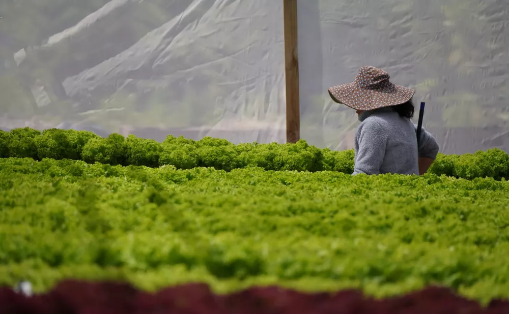 AGRICULTURA hidroponía