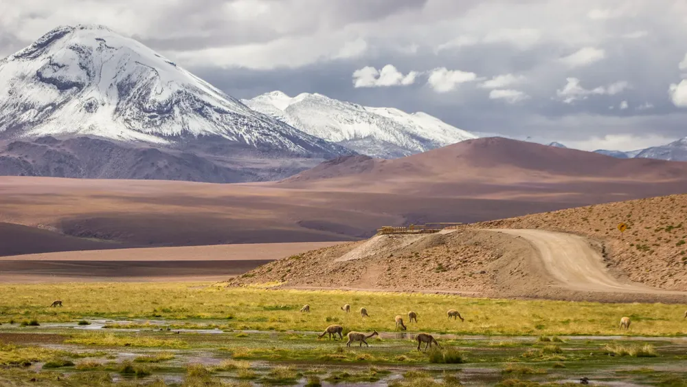 SALAR Vicunas-pastando-en-el-Vado-Putana-en-San-Pedro-de-Atacama_16532676962_o-scaled