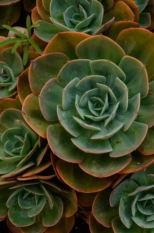 Xerofitas 1