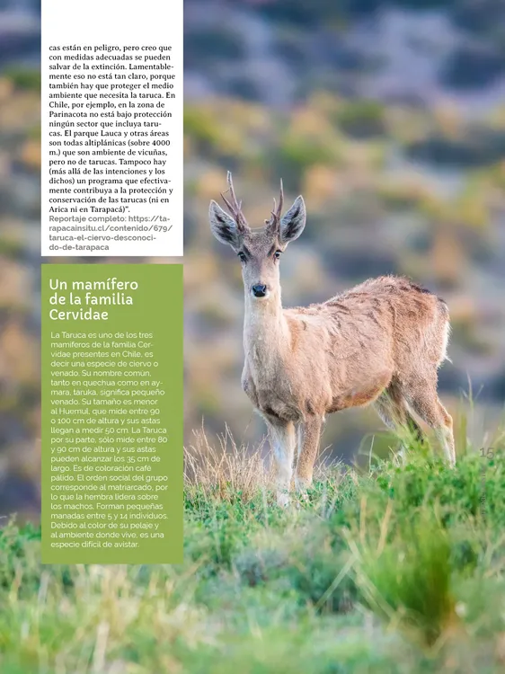 PAGINAS IN SITU 69 MEDIA15