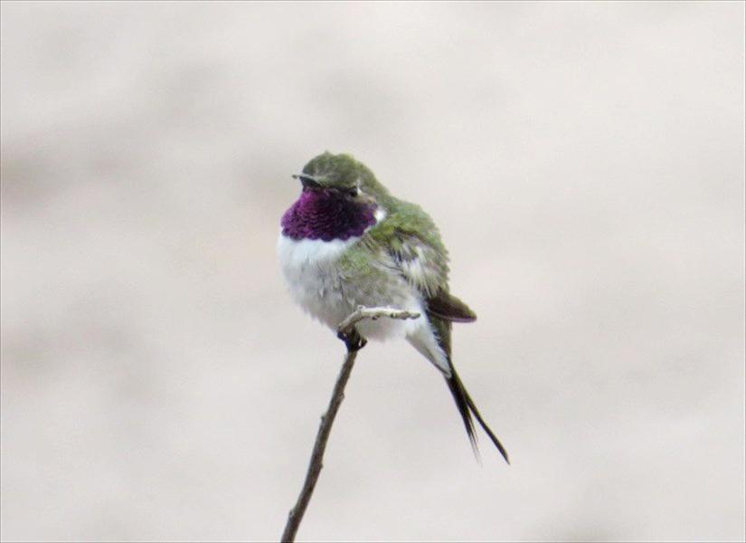 Macho-Picaflor-de-Arica-Ilenia-Lazzoni-web