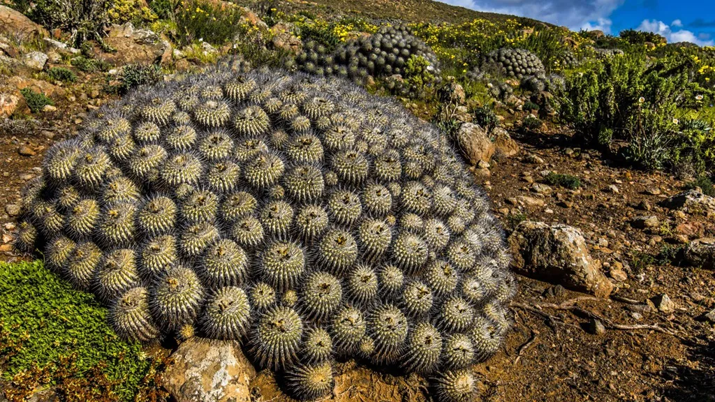 cactus 2