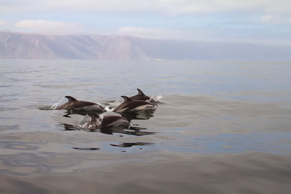 delfines datos recursos pesqueros