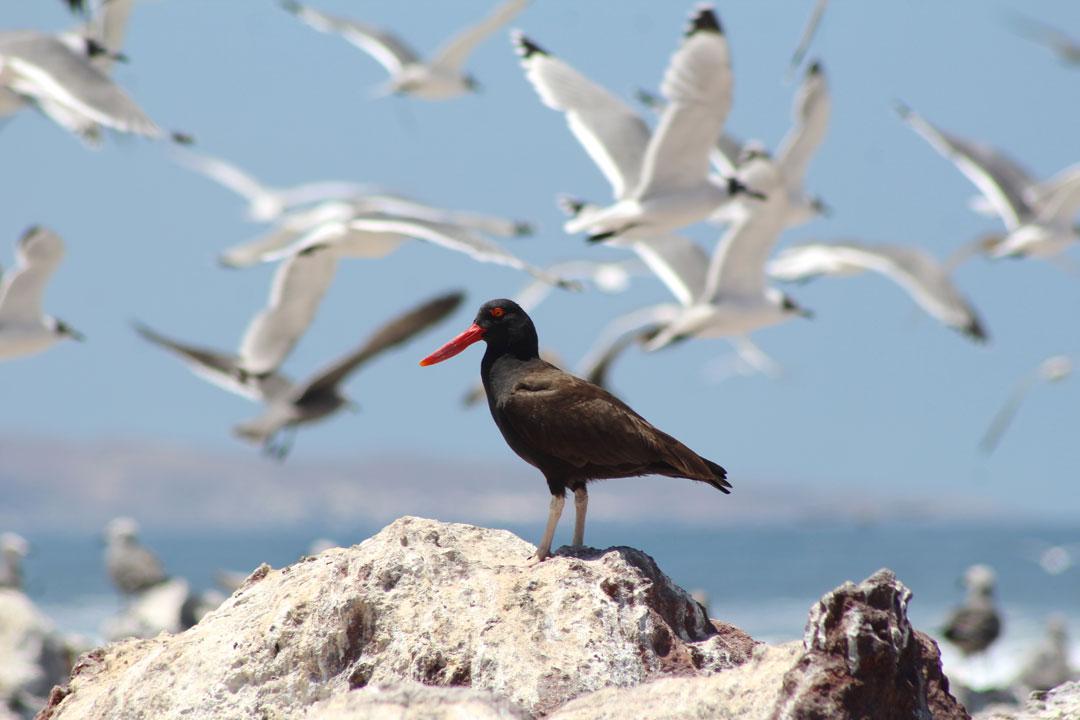 fauna-marina-cristobal-navarrete